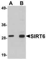 SIRT6 Antibody in Western Blot (WB)