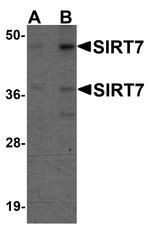 SIRT7 Antibody in Western Blot (WB)