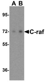 c-Raf Antibody in Western Blot (WB)