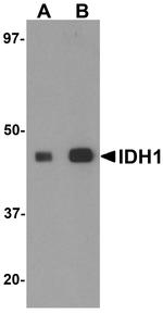 IDH1 Antibody in Western Blot (WB)