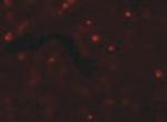 SCUBE2 Antibody in Immunocytochemistry (ICC/IF)