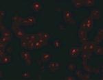 SCRN2 Antibody in Immunocytochemistry (ICC/IF)