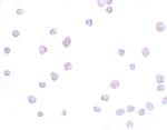 SCRN3 Antibody in Immunocytochemistry (ICC/IF)