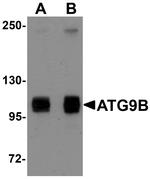 ATG9B Antibody in Western Blot (WB)