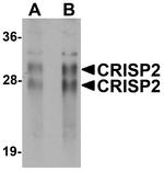 CRISP2 Antibody in Western Blot (WB)