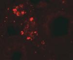 WDR92 Antibody in Immunohistochemistry (IHC)