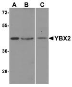 YBX2 Antibody in Western Blot (WB)