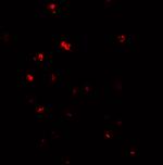 NOD4 Antibody in Immunocytochemistry (ICC/IF)