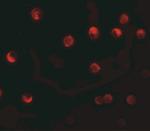 NALP11 Antibody in Immunocytochemistry (ICC/IF)