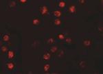 NALP13 Antibody in Immunocytochemistry (ICC/IF)