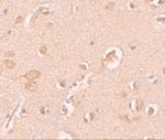 Staufen Antibody in Immunohistochemistry (IHC)