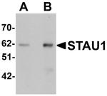 Staufen Antibody in Western Blot (WB)