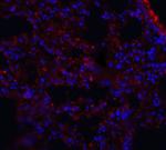 MFSD2A Antibody in Immunohistochemistry (IHC)