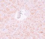 PIWIL1 Antibody in Immunohistochemistry (IHC)