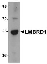 LMBRD1 Antibody in Western Blot (WB)