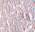 SLC39A5 Antibody in Immunohistochemistry (IHC)