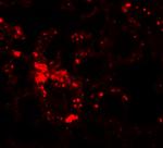 SLC39A6 Antibody in Immunohistochemistry (IHC)