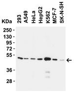 SLC39A7 Antibody in Western Blot (WB)