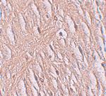 SLC39A9 Antibody in Immunohistochemistry (IHC)