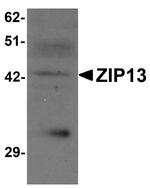 ZIP13 Antibody in Western Blot (WB)