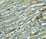 Klotho Antibody in Immunohistochemistry (Paraffin) (IHC (P))