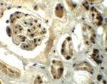 DPF2 Antibody in Immunohistochemistry (IHC)