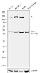 DPF2 Antibody in Western Blot (WB)