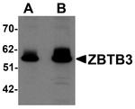 ZBTB3 Antibody in Western Blot (WB)