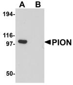 PION Antibody in Western Blot (WB)