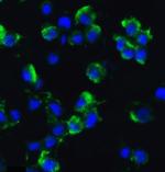 AXIN2 Antibody in Immunocytochemistry (ICC/IF)