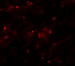 AXIN2 Antibody in Immunocytochemistry (ICC/IF)