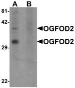 OGFOD2 Antibody in Western Blot (WB)