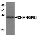 CREBZF Antibody in Western Blot (WB)