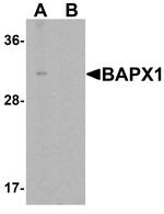 Nkx3.2 Antibody in Western Blot (WB)