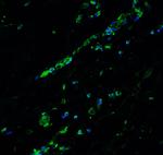 BCL9L Antibody in Immunohistochemistry (IHC)