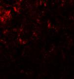 GLS2 Antibody in Immunocytochemistry (ICC/IF)