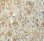 ZNF219 Antibody in Immunohistochemistry (IHC)