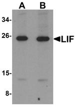 LIF Antibody in Western Blot (WB)