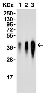 LIF Antibody in Western Blot (WB)