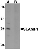 CD150 Antibody in Western Blot (WB)