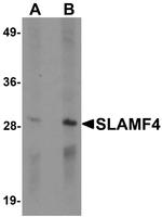 CD244 Antibody in Western Blot (WB)