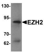 EZH2 Antibody in Western Blot (WB)