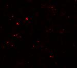 MSI2 Antibody in Immunocytochemistry (ICC/IF)