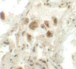 RASSF10 Antibody in Immunohistochemistry (IHC)