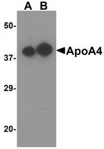 Apolipoprotein A4 Antibody in Western Blot (WB)