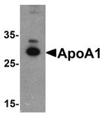 ApoA1 Antibody in Western Blot (WB)