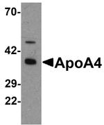 Apolipoprotein A4 Antibody in Western Blot (WB)