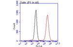 IBA1 Antibody in Flow Cytometry (Flow)