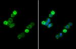 IBA1 Antibody in Immunocytochemistry (ICC/IF)