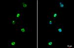 IBA1 Antibody in Immunocytochemistry (ICC/IF)